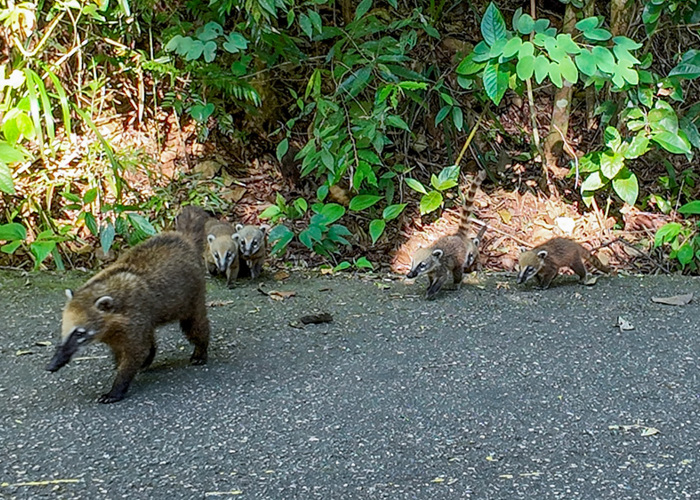 1 Dzień: Dzikie Rio