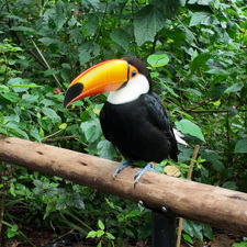Iguacu - Parque das aves - tucano