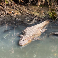 Pantanal Carioca - Kajman szerokopyski