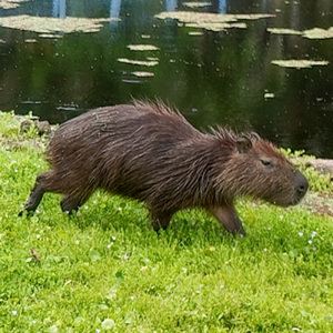 Rio De Janeiro Pantanal Carioca Capibara