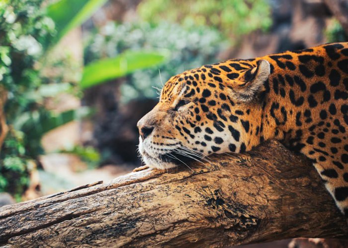Pantanal